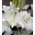 White Lily Double Ended Spray