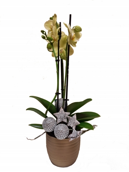 Glitter Ball Orchid Plant