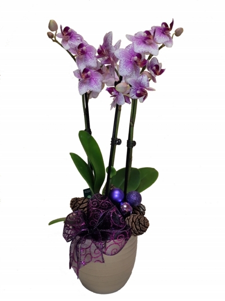 Festive Orchid Plant