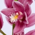 Regal Orchid Arrangement