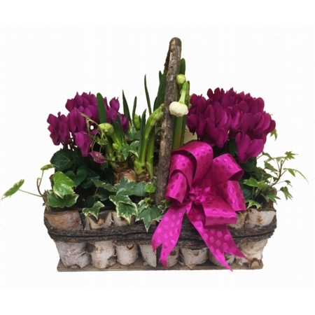 Cerise Enchanted Garden Planted Basket